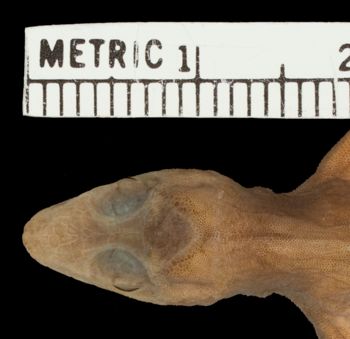Media type: image; Herpetology R-81134